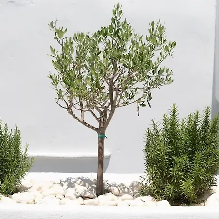 Apartment Swell S6 New In